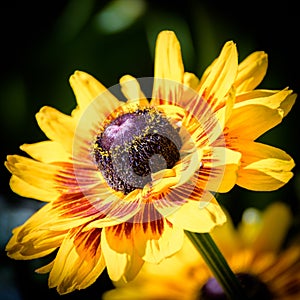 Close up a vibrant golden yellow Black Eyed Susan Flower
