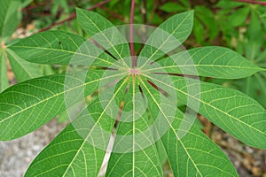 Close-Up of Vibrant Green Cassava Leaves in Natural Light, Capturing the Intricate Vein Patterns and Textures