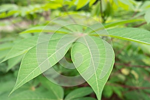 Close-Up of Vibrant Green Cassava Leaves in Natural Light, Capturing the Intricate Vein Patterns and Textures