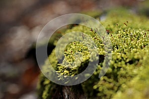 Close-up of vibrant green Hypnum cupressiforme moss