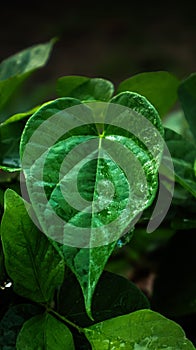 Close-up of a vibrant green leaf with water droplets.