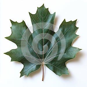 Single Dark Green Maple Leaf on White Background