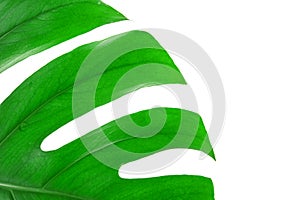 Close-up of a vibrant green monstera leaf on a white background