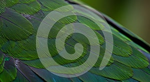 Close-Up of Vibrant Green Parrot Feathers