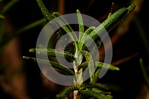 a close-up of the vibrant green Rosemary plant (Rosmarinus officinalis)