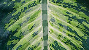 Close-up of vibrant green tropical leaf