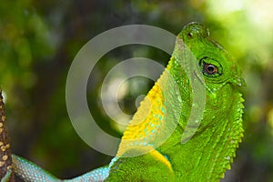 Close-up of a vibrant green and yellow Ceylon agama (Lyriocephalus scutatus) perched on a tree