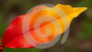 Leaf showing a gradient from red at the base to yellow at the