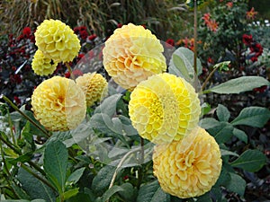 Close-up of a vibrant magnificent lemon dahlia flowers.