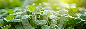 Close up of vibrant microgreen sprouts, healthy superfood concept for nutritious diet