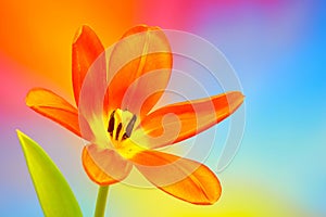 Close up of a vibrant orange calypso tulip against colorful background