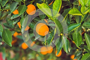 Close up Vibrant orange citrus fruits on a Kumquat tree in honor of the Vietnamese new year. Lunar new year flower