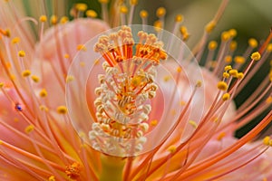 Close-up of Vibrant Orange Flower Stamen and Pollen