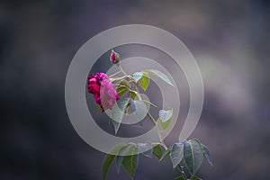 Close up of a vibrant pink rose in full bloom with a bud