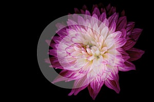 Close-up of vibrant pink and white Dahlia flower on dark background. A single bright Dahlia flower blossoms with copy space for