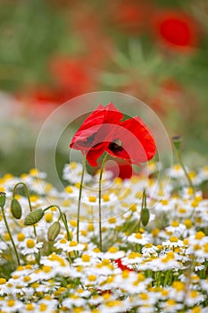 A close up of vibrant poppies and pretty chamomile flowers growing in the Hampshire countryside