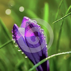 Close-up of a Vibrant Purple Crocus Flower with Dewdrops