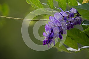 Close up of a vibrant purple wisteria flower bloomed against dreamy green bokeh background