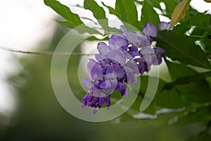 Close up of a vibrant purple wisteria flower bloomed against dreamy green bokeh background with space to the left