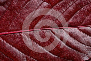 Close-up of a vibrant red leaf texture