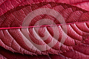Close-up of vibrant red leaf texture