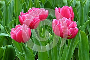 Close-up of vibrant red pink hybrid Tulip cultivar flowers in a garden