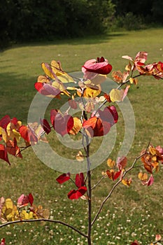 Close up of vibrant red and yellow leaves on a small Flame Thrower Redbud tree, in the summer, in Trevor, Wisconsin