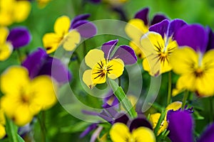 Close-up of vibrant viola tricolor purple and yellow pansies flowers in the garden