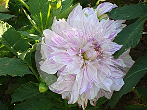 Close-up of a vibrant white-lilac dahlia flower.