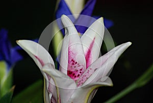 Close-up of a vibrant white and red Lily longiflorum flower with lush green leaves