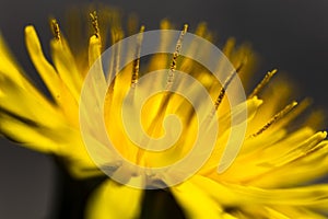 Close-up of a vibrant yellow dandelion with delicate petals and a fluffy seed head