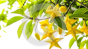A close-up of vibrant yellow flowers with star-shaped petals and green leaves on a branch. The bright, sunlit background enhances