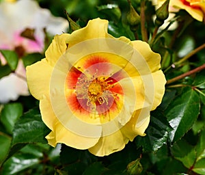 Close-up of a vibrant yellow Shrub rose Ringo flower