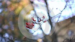 Close-up viburnum berries on leafless branch of autumn tree outdoors. Closeup vitamin healthful fruits hanging on