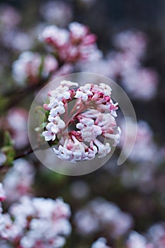 close up of Viburnum farreri blossom in the spring garden