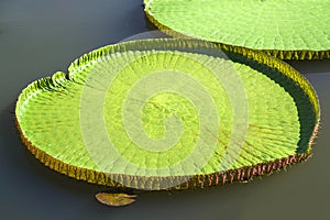 Close up Victoria amazonica in the pond