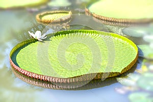 Close up Victoria amazonica in the pond