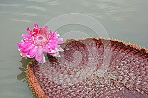 The close up of Victoria waterlily