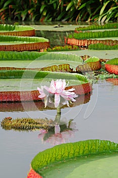 The close up of Victoria waterlily