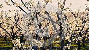 Close up video of almond orchard in blossom during spring time at sunset