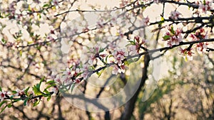 Close up video of almond orchard in blossom during spring time at sunset