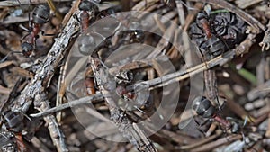 Close up video of an ant nest and details of twigs. Formica rufa