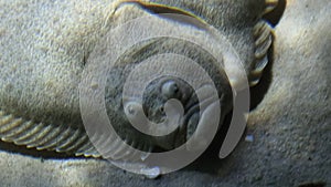 Close up video of European plaice in aquarium. European plaice is a common flatfish which inhabits sandy and muddy