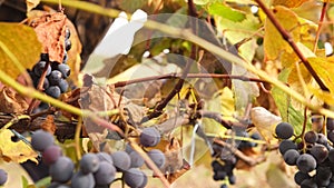 Close up video of a farmer hand gathering the bunches of grapes on a vineyard to make tasty wine further, harvest time.