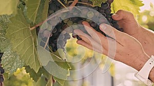 Close up video of farmer hands checking grapes in wine yard