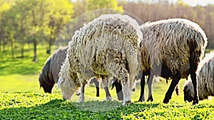 Close up video of many sheep eating grass on hills during sunset time