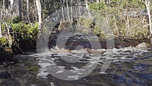 Close up video of melted snow water in forest creek runs through Scandinavian forest. Vey Sunny spring day. Long exposure for