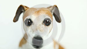 Close up video portrait of small cute dog Jack Russell terrier. Smart beautiful eyes. Video footage