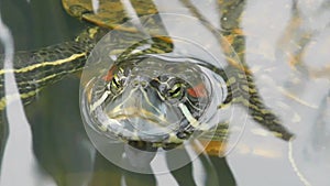 Close up video of a Red Eared Slider terrapin in a pond or lake