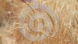 Close-up video of ripe organic rye wheat ears on agricultural field during harvest with wives hands